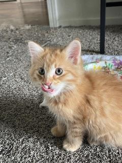 Gerbert — thumbnail 3