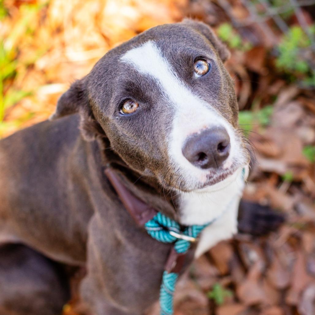 Pepsi, Adoptable, Adult Female Terrier & Labrador Retriever.