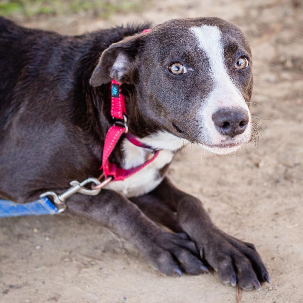 Enlarge Pepsi, a Adoptable mixed breed in Hattiesburg, MS image 1/2