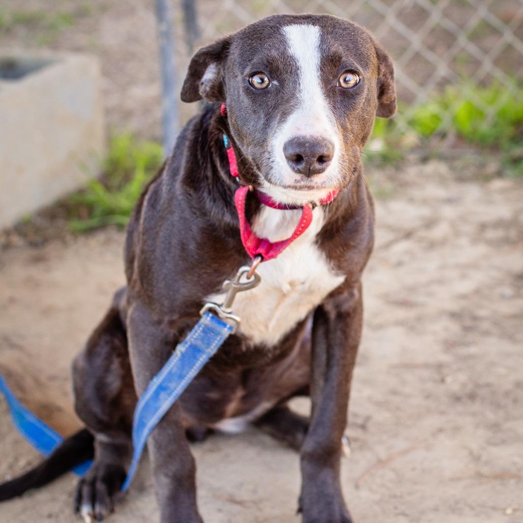 Enlarge Pepsi, a Adoptable mixed breed in Hattiesburg, MS image 2/2