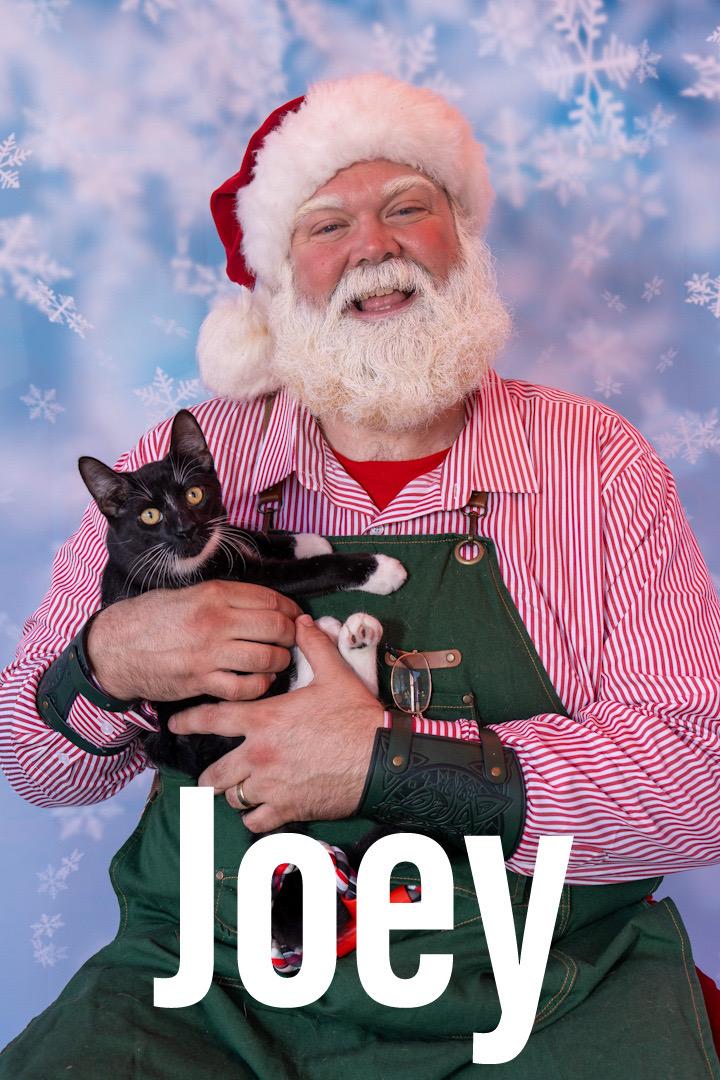 Joey, a Adoptable Domestic Short Hair in Maitland, FL image 1/6