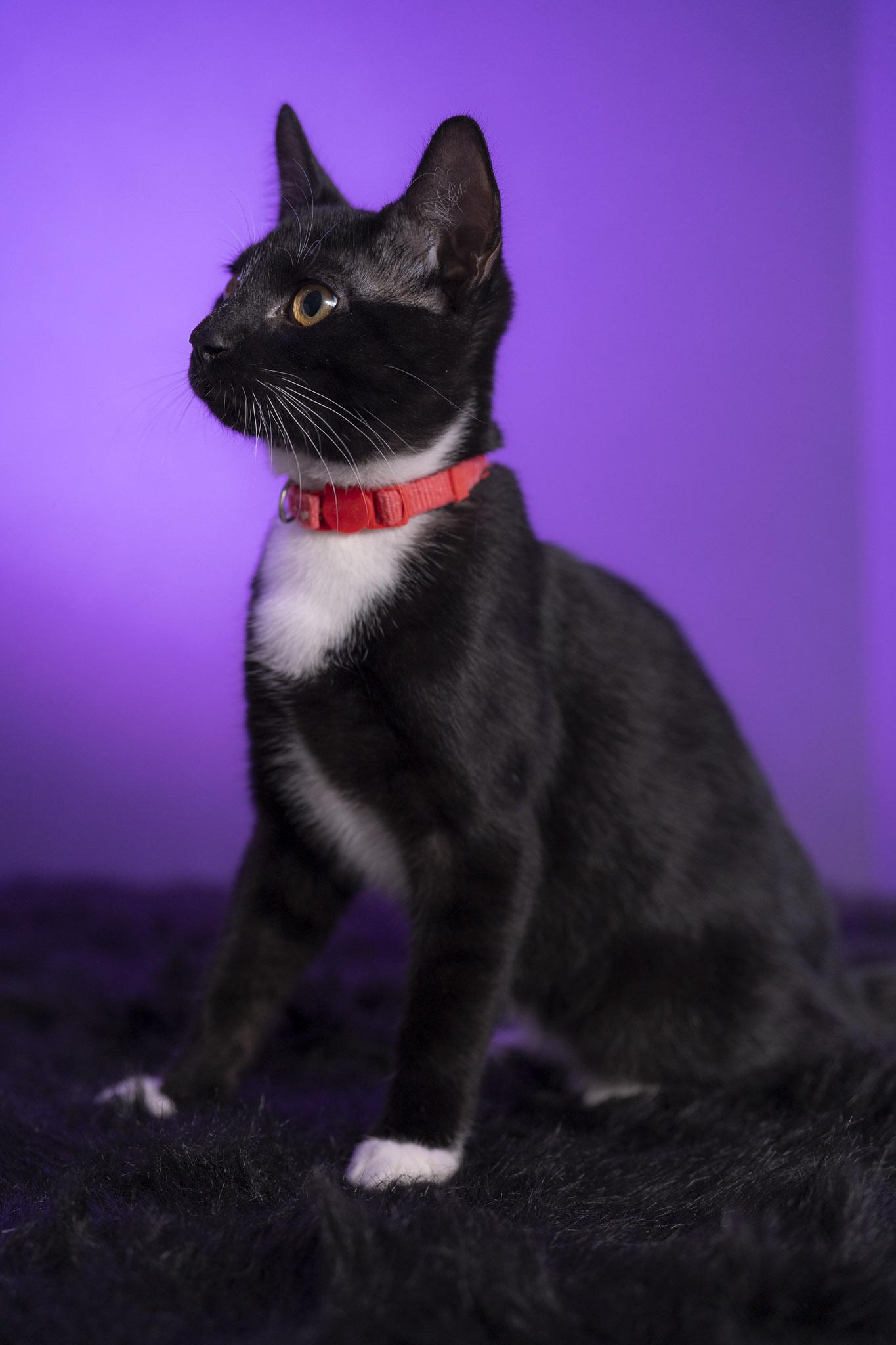 Joey, a Adoptable Domestic Short Hair in Maitland, FL image 2/6