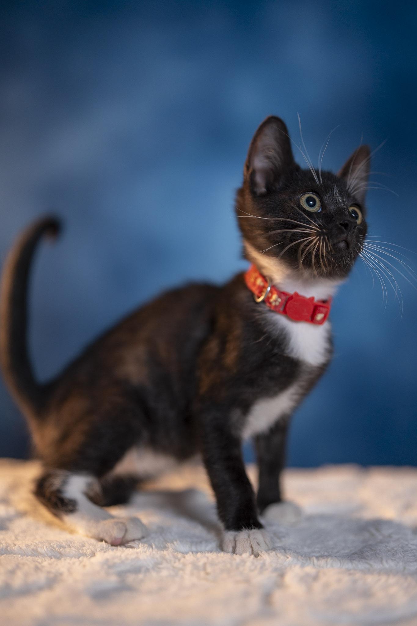 Joey, a Adoptable Domestic Short Hair in Maitland, FL image 5/6