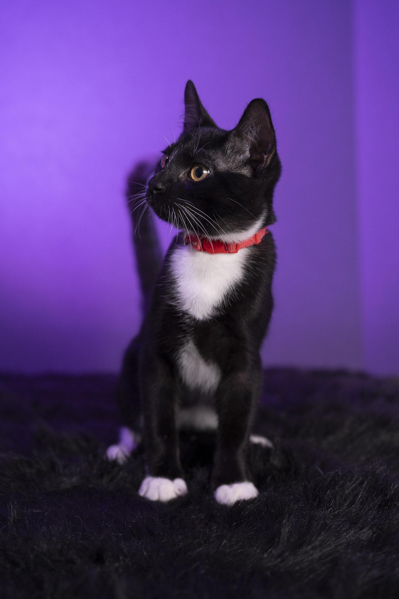 Joey, a Adoptable Domestic Short Hair in Maitland, FL image 3/6