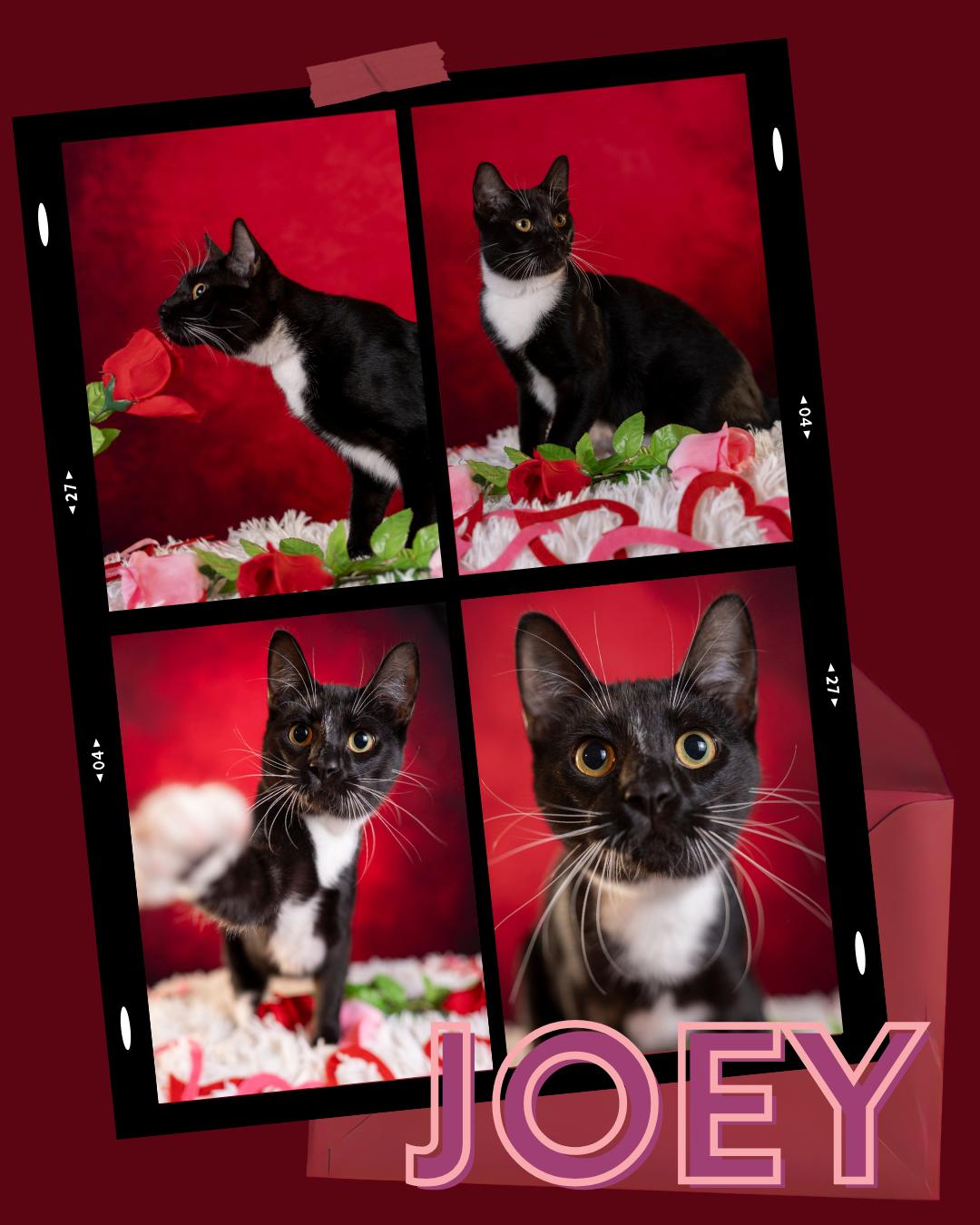 Joey, Adoptable, Kitten Male Domestic Short Hair.