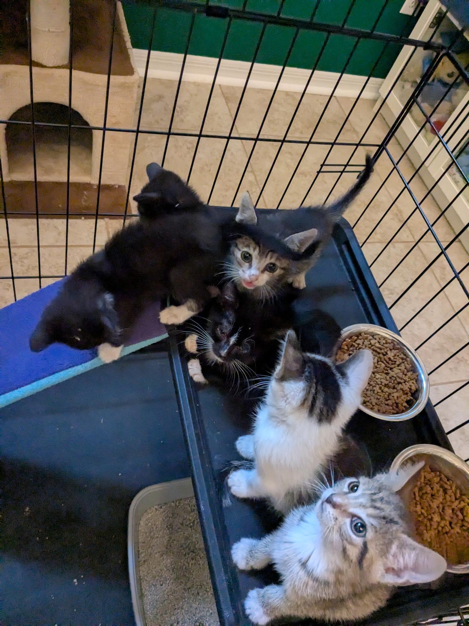 Joey, a Adoptable Domestic Short Hair in Maitland, FL image 6/6