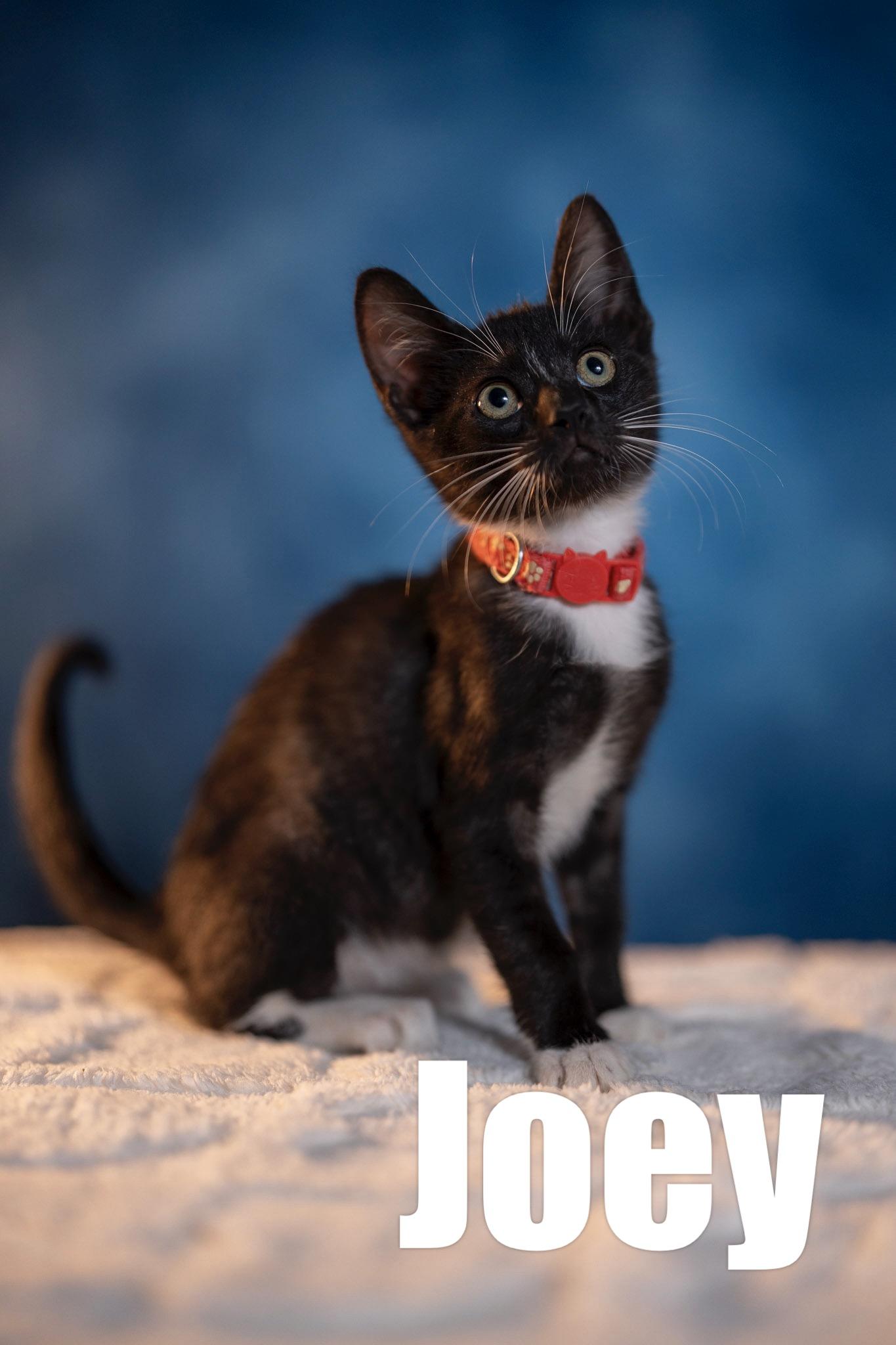 Joey, a Adoptable Domestic Short Hair in Maitland, FL image 4/6