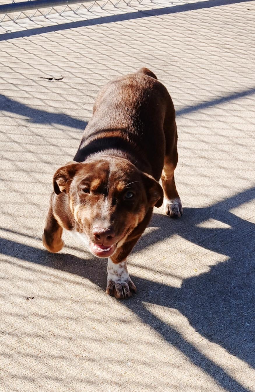 Enlarge Daffeny, a Adoptable mixed breed in Hillsboro, MO image 1/1