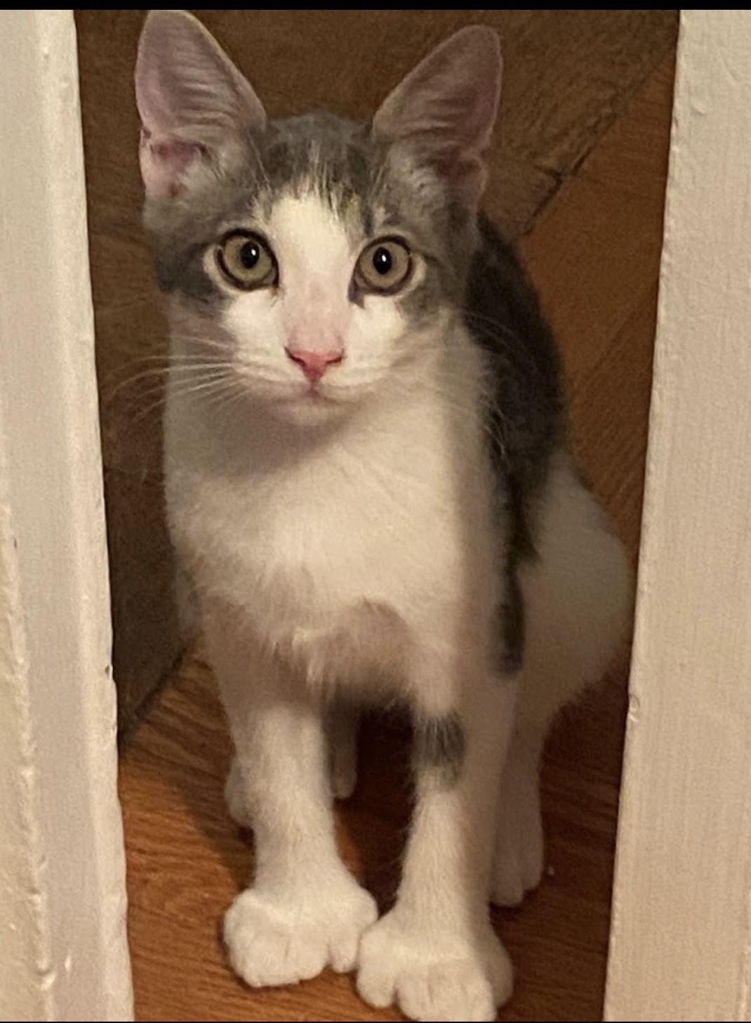 Ellie (Polydactl), Adoptable, Kitten Female Tabby.