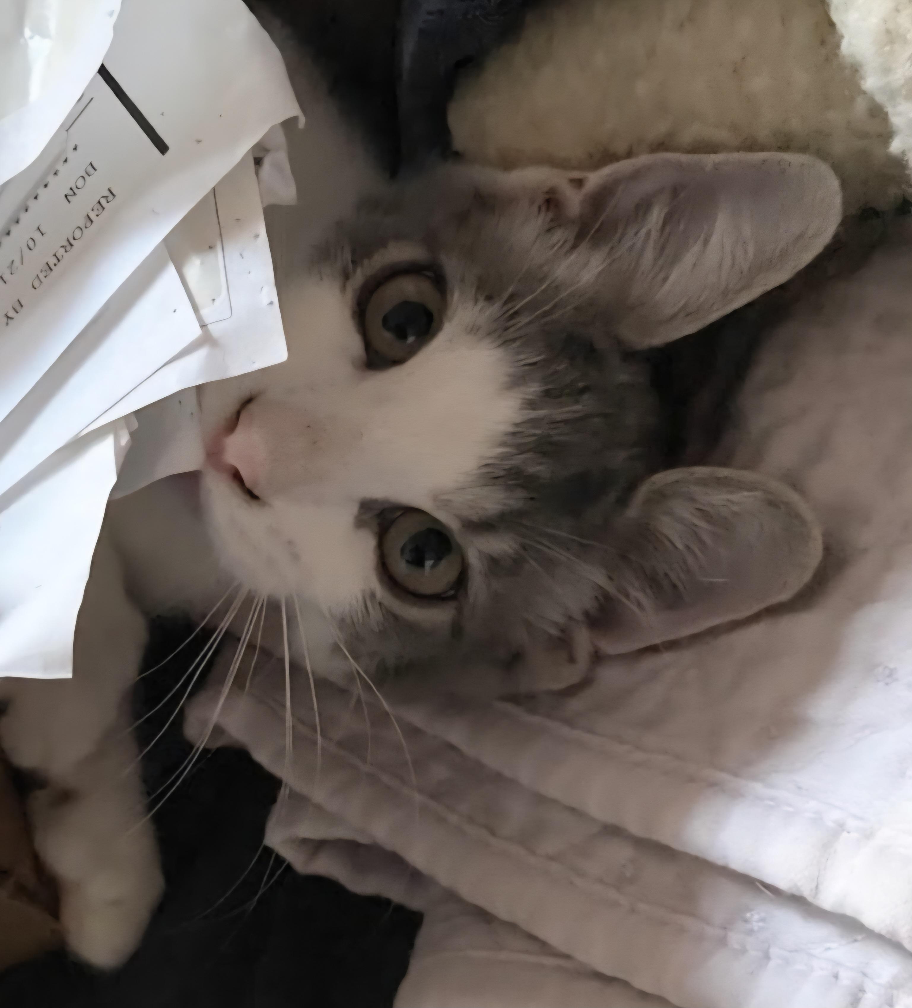 Ellie (Polydactl), a Adoptable Tabby in Fullerton, CA image 3/3