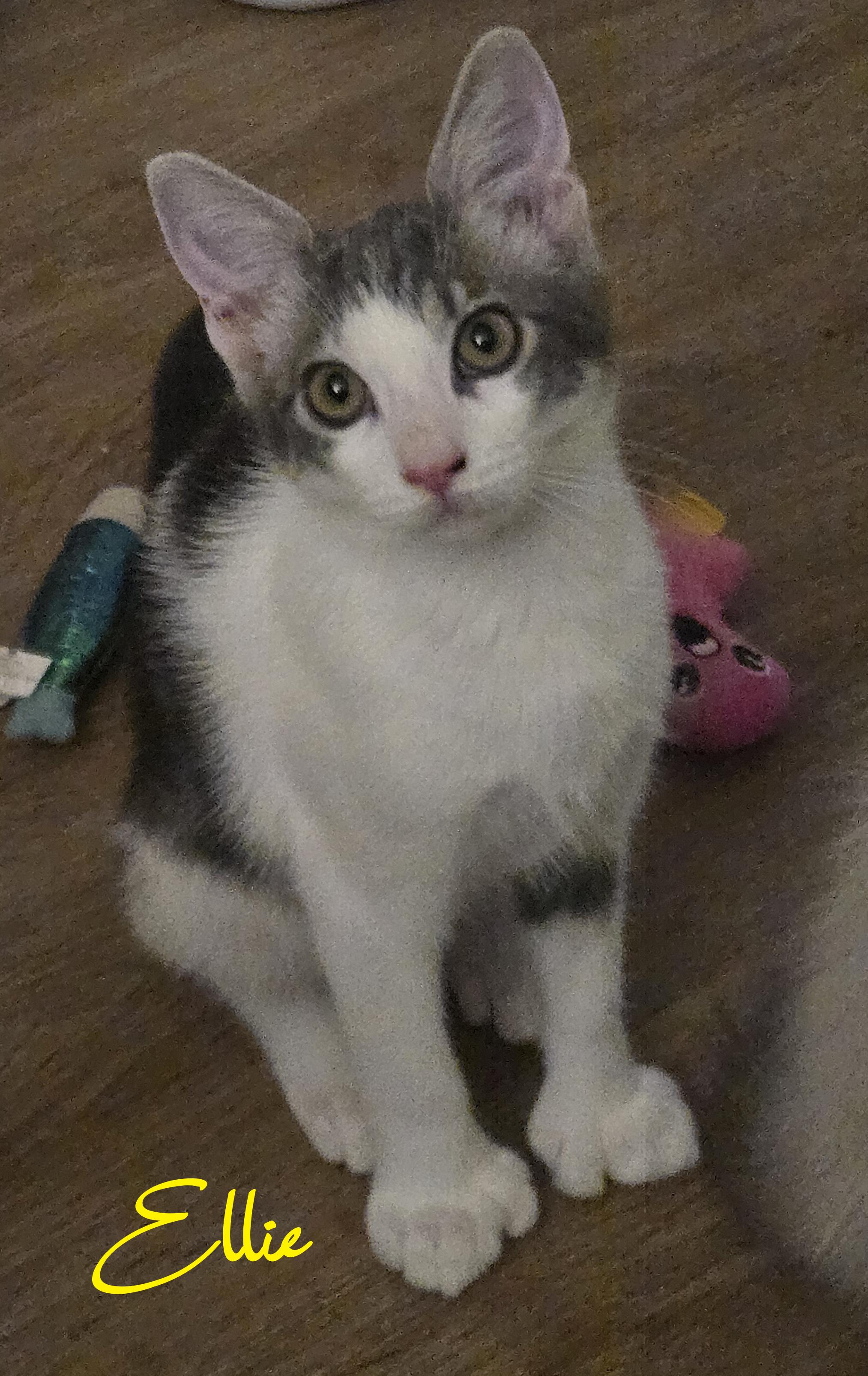 Ellie (Polydactl), a Adoptable Tabby in Fullerton, CA image 1/3