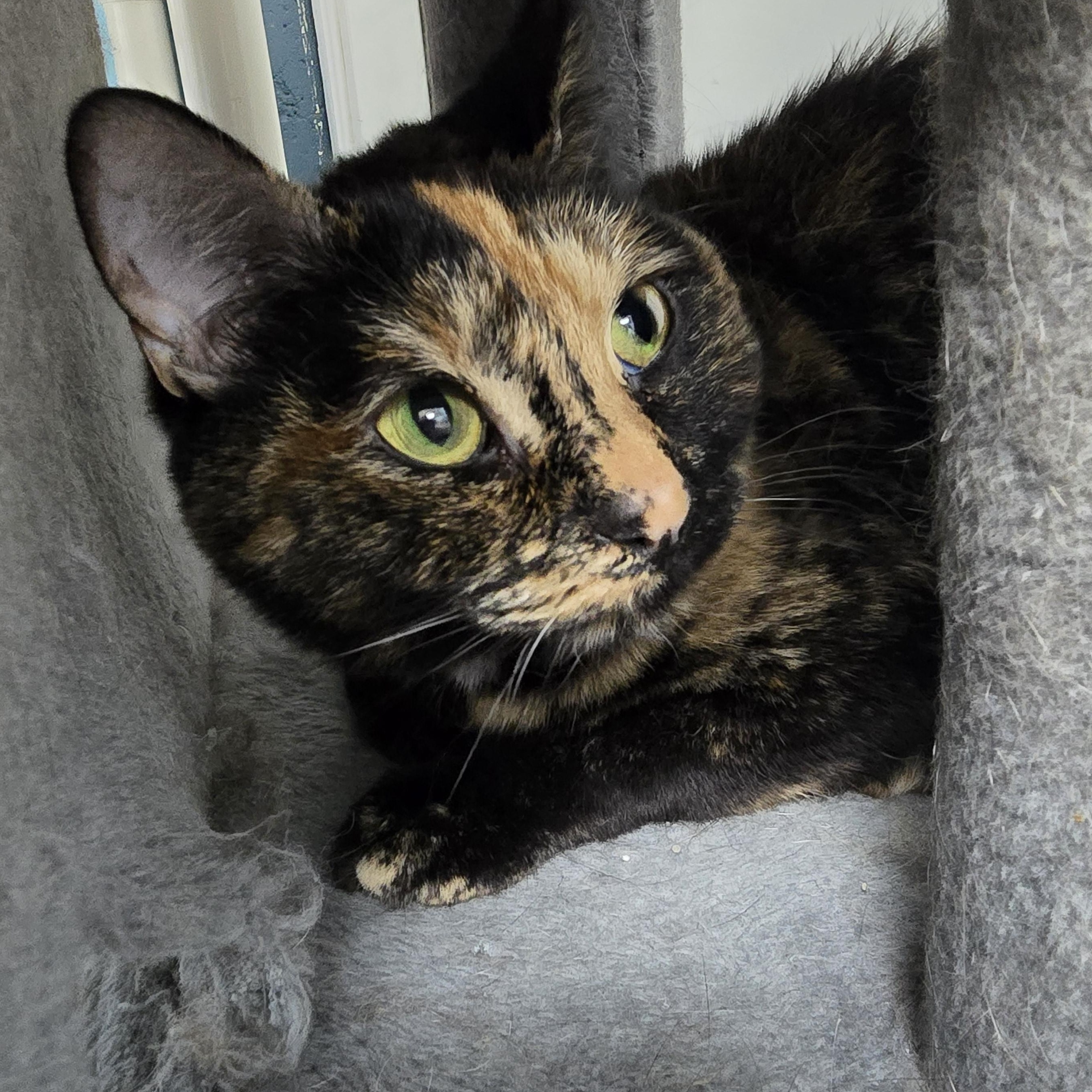 Enlarge Phoebe, an adopted Domestic Short Hair in Farmington, MO image 1/2