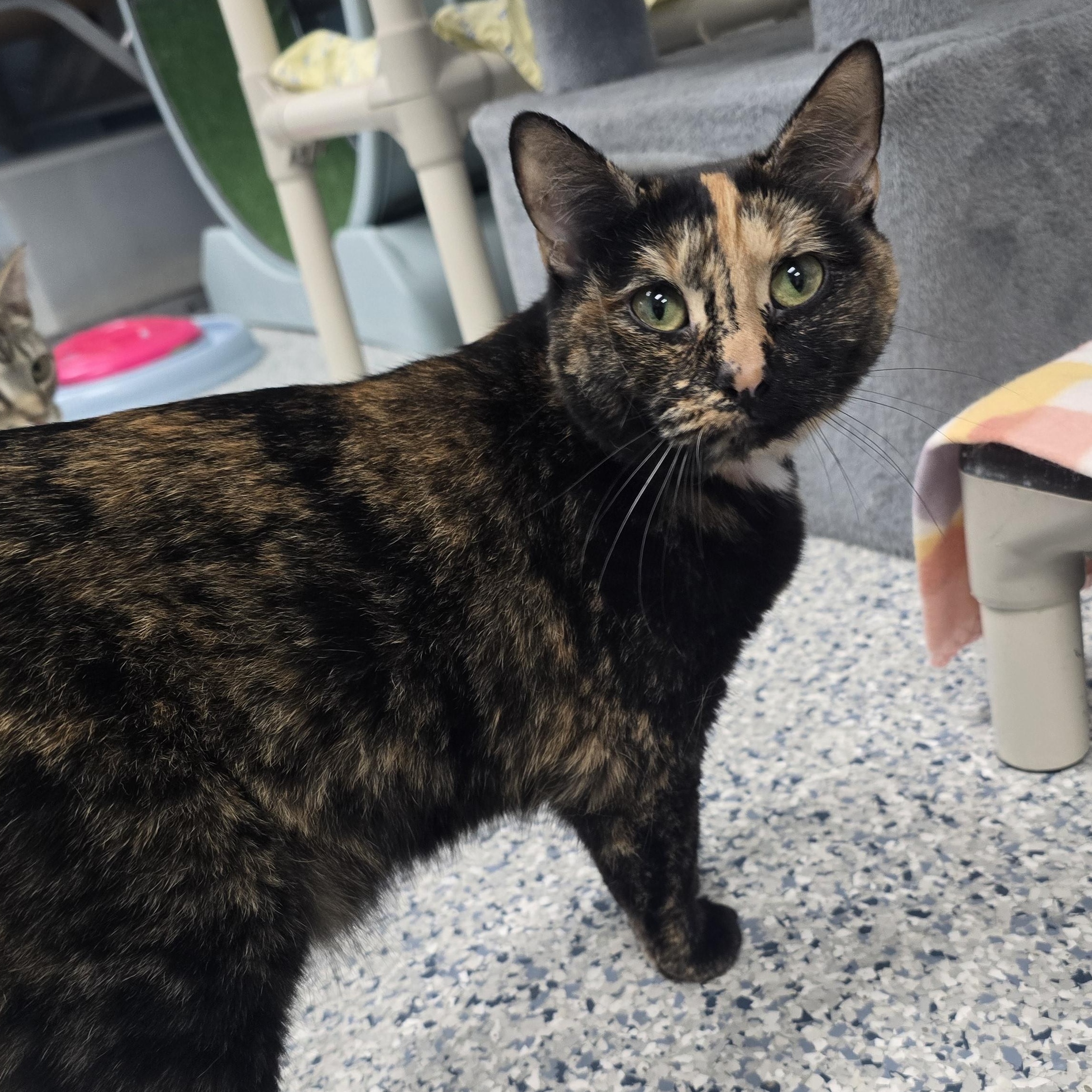 Enlarge Phoebe, an adopted Domestic Short Hair in Farmington, MO image 2/2