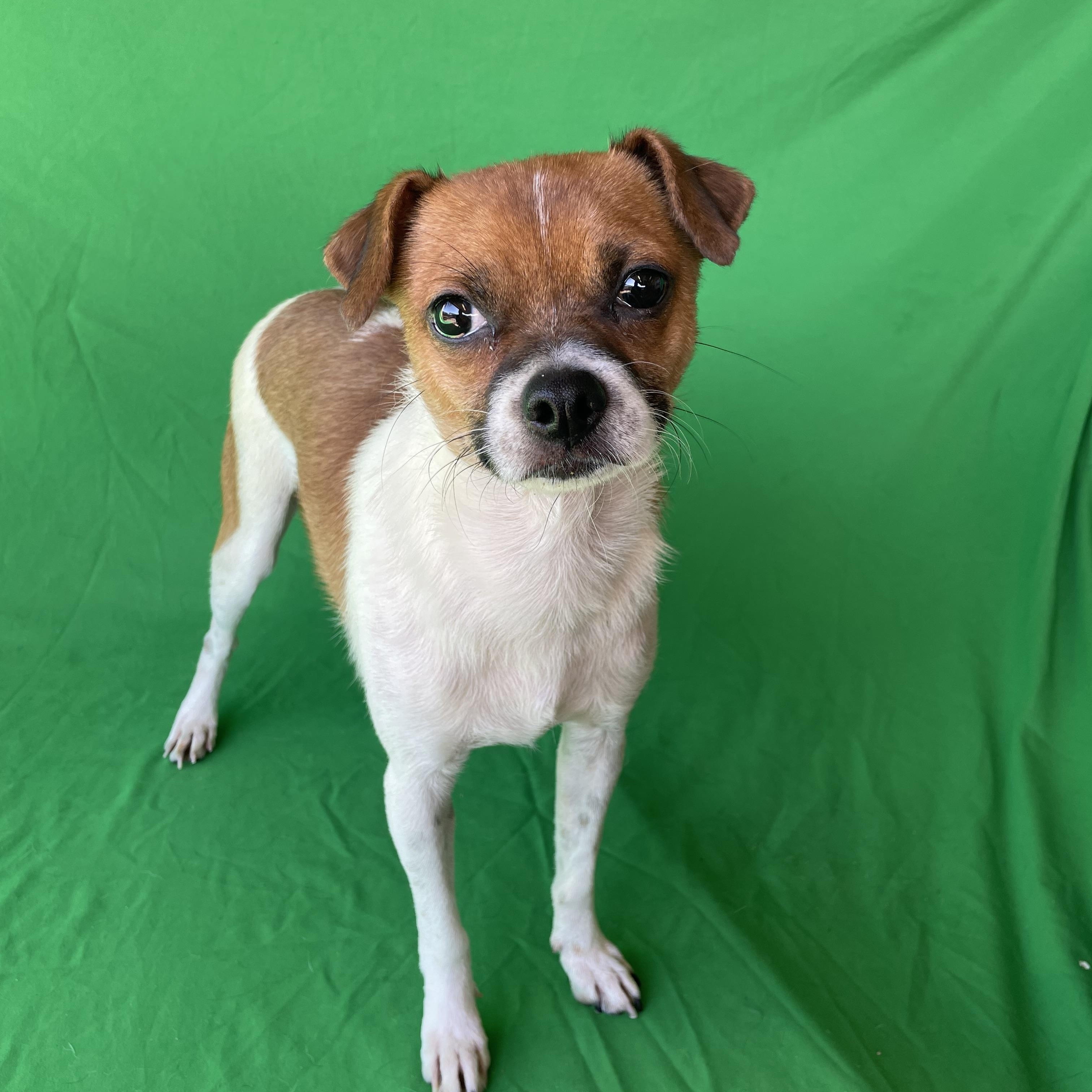 Mugsy, ADOPTABLE, Adult Male Parson Russell Terrier & Pug.