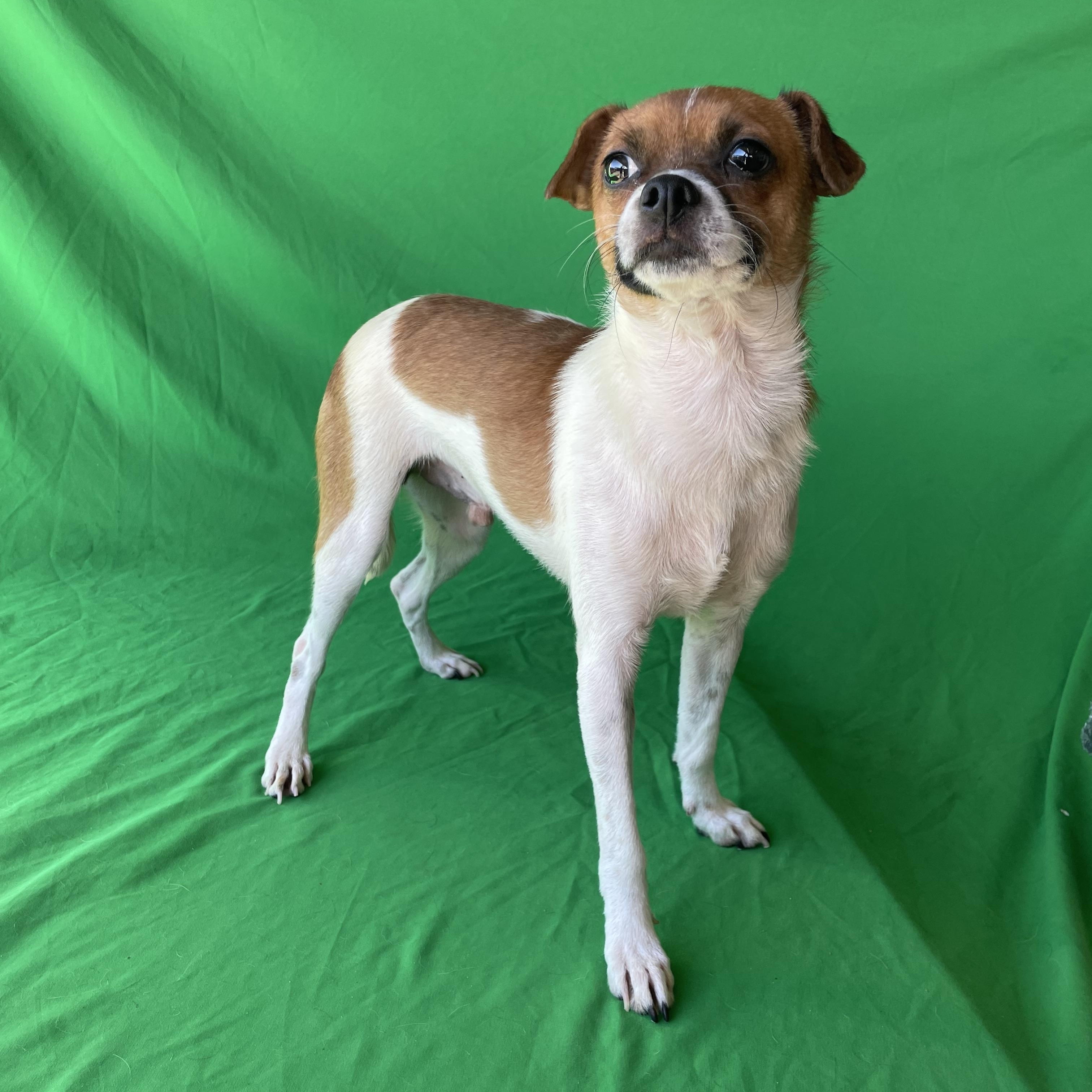 Enlarge Mugsy, a ADOPTABLE mixed breed in Phoenix, AZ image 2/3