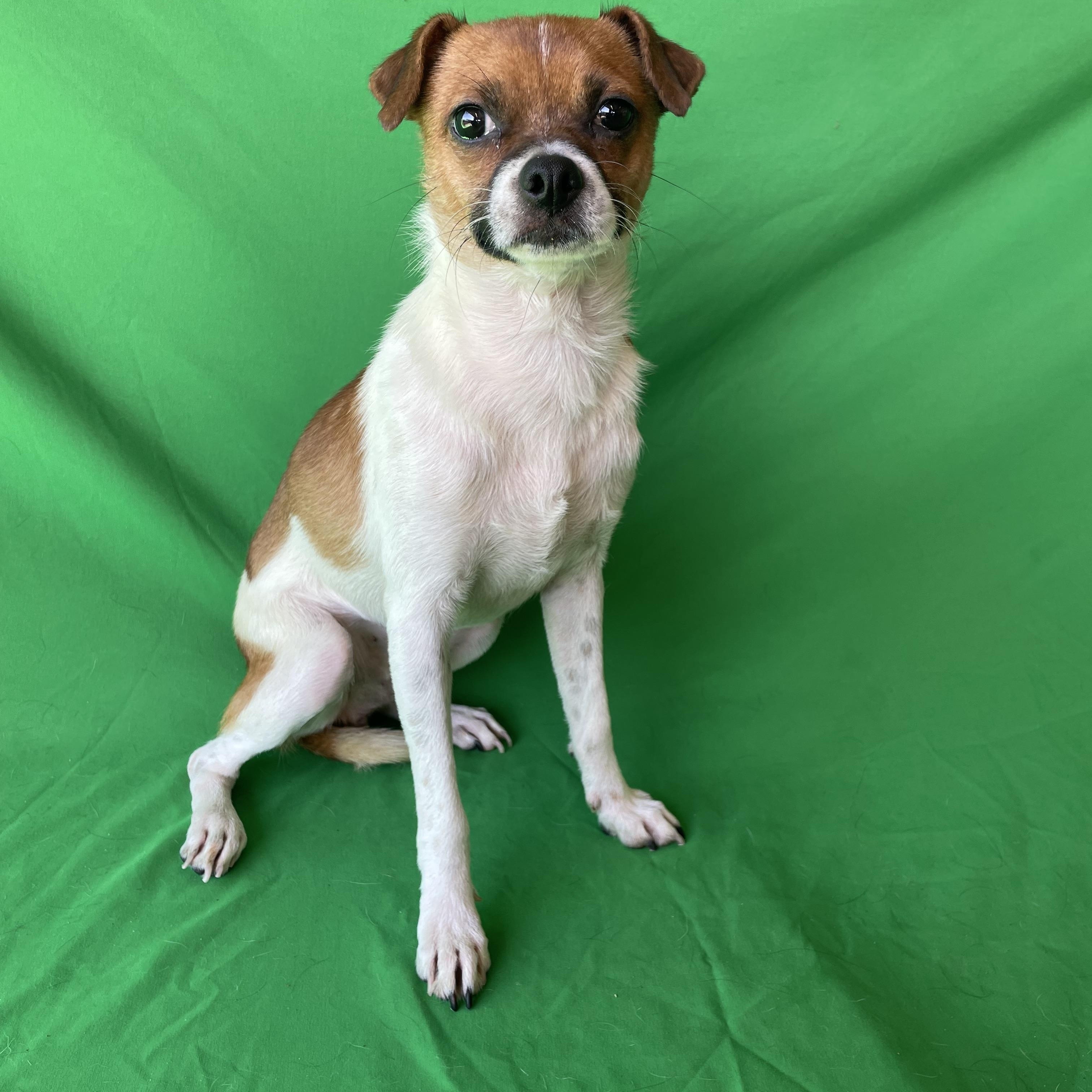 Mugsy, ADOPTABLE, Adult Male Parson Russell Terrier & Pug.