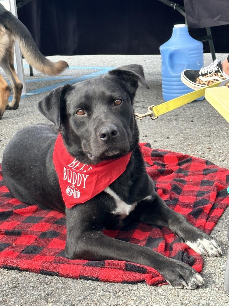 Trolley, Adoptable, Adult Male Labrador Retriever & Mastiff.