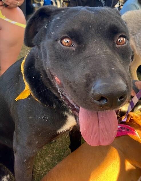 Enlarge Trolley, a Adoptable mixed breed in Jamul, CA image 4/6