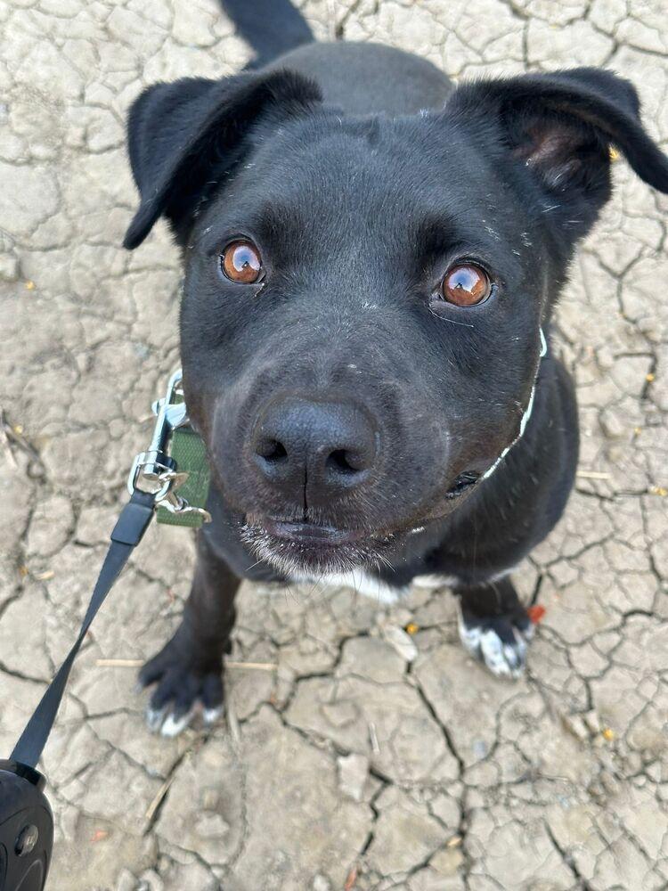 Enlarge Trolley, a Adoptable mixed breed in Jamul, CA image 5/6