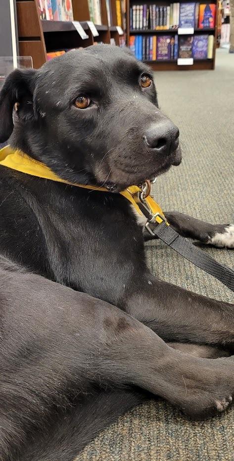 Enlarge Trolley, a Adoptable mixed breed in Jamul, CA image 6/6