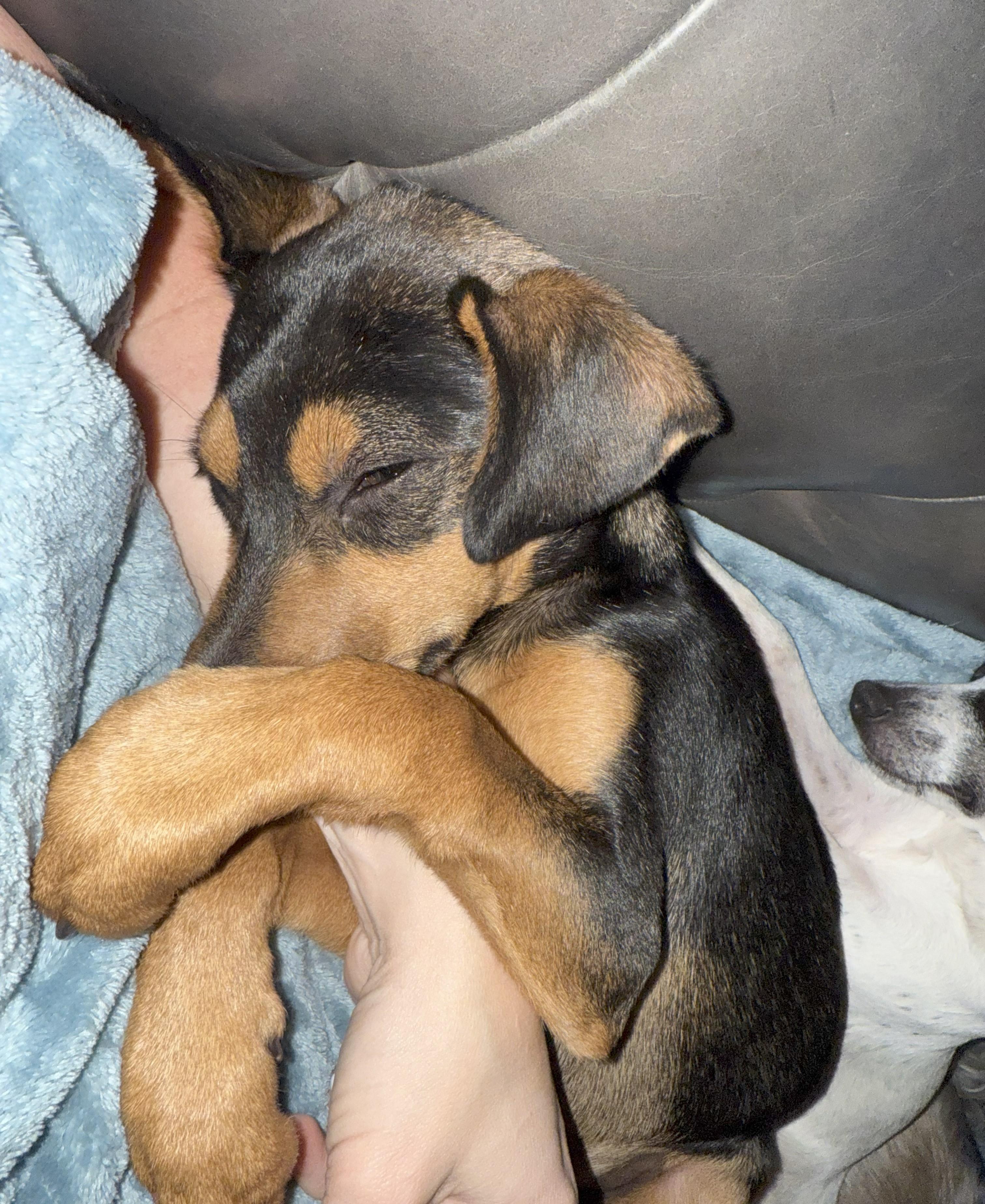 Carson photo 2