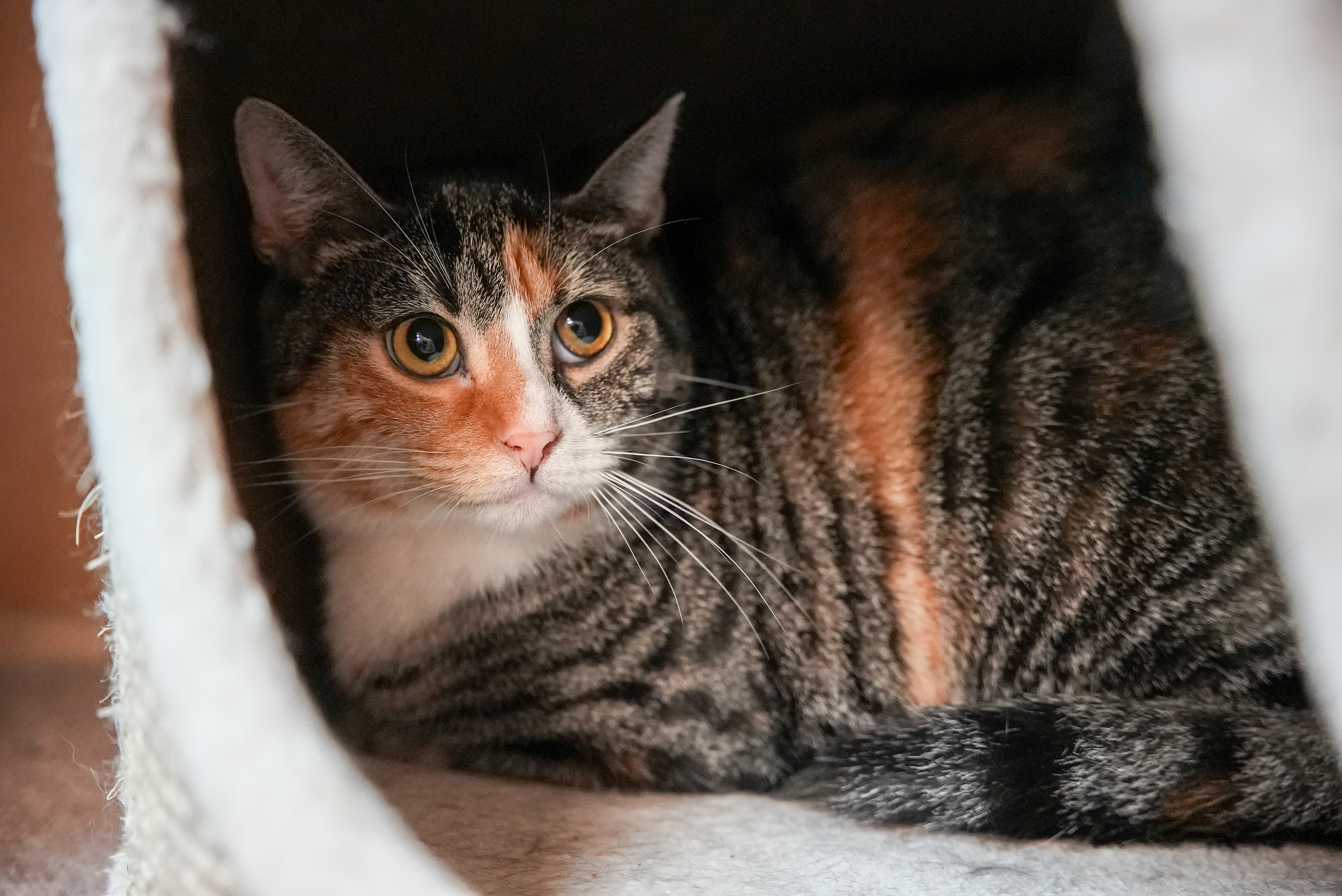 Carina, a Adoptable mixed breed in River Edge, NJ image 3/6