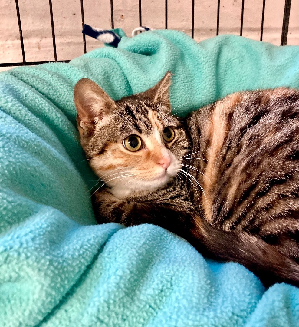 Carina, a Adoptable mixed breed in River Edge, NJ image 4/6