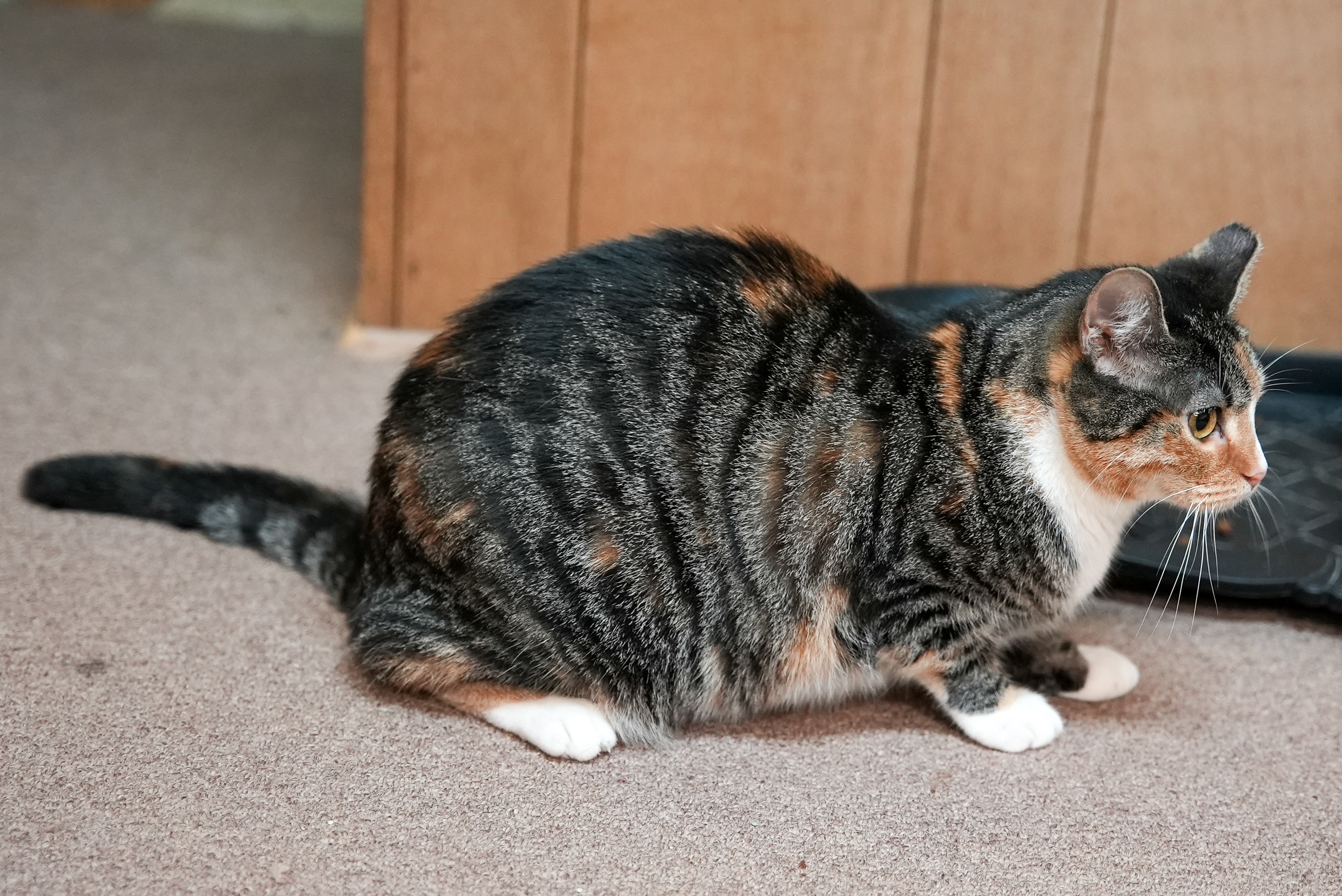 Carina, a Adoptable mixed breed in River Edge, NJ image 5/6