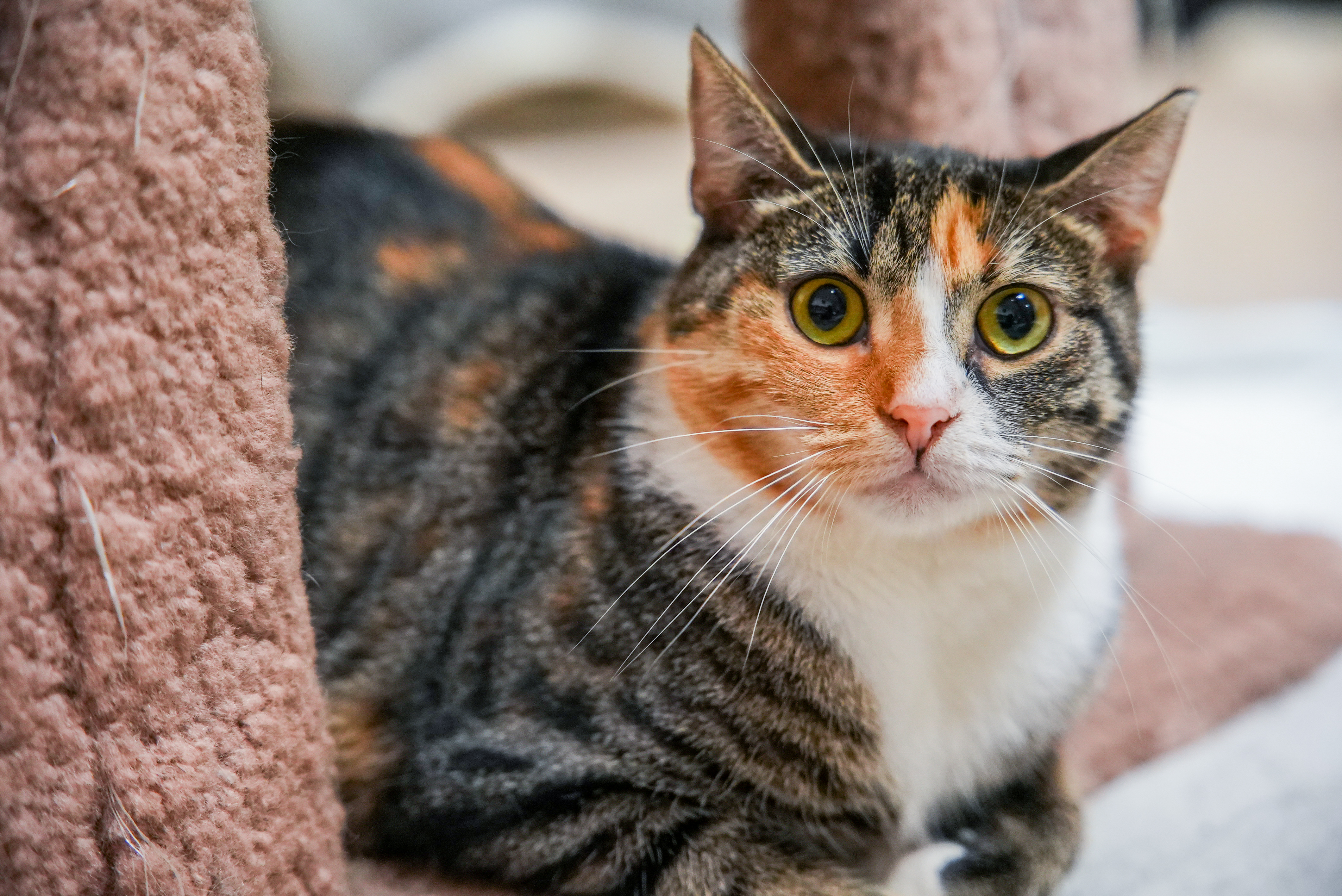 Carina, a Adoptable mixed breed in River Edge, NJ image 2/6