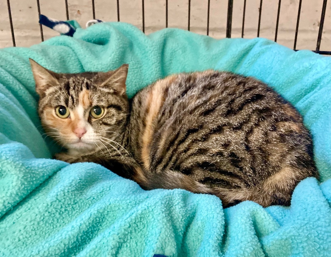 Carina, Adoptable, Adult Female Tabby & Calico.