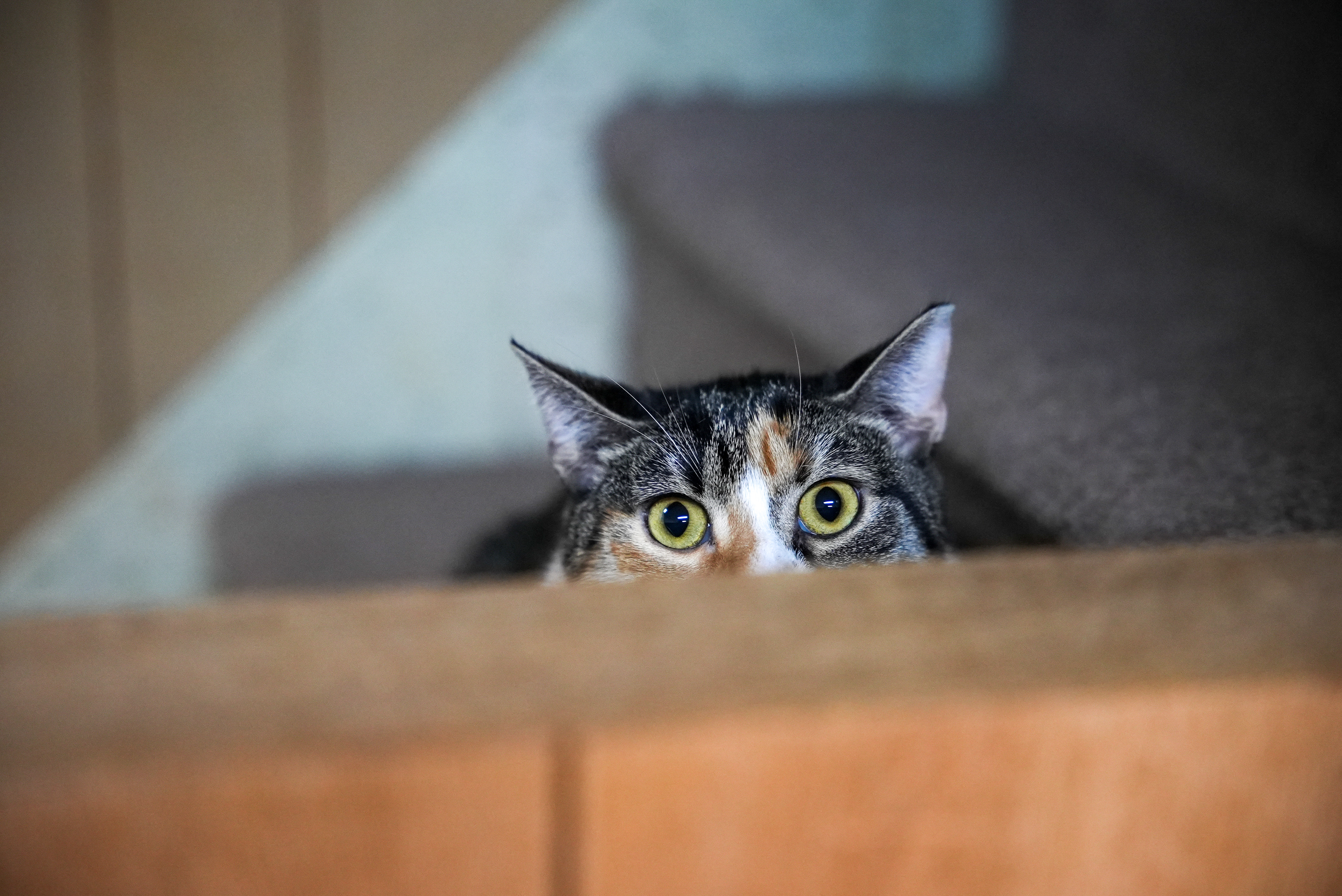 Carina, a Adoptable mixed breed in River Edge, NJ image 6/6