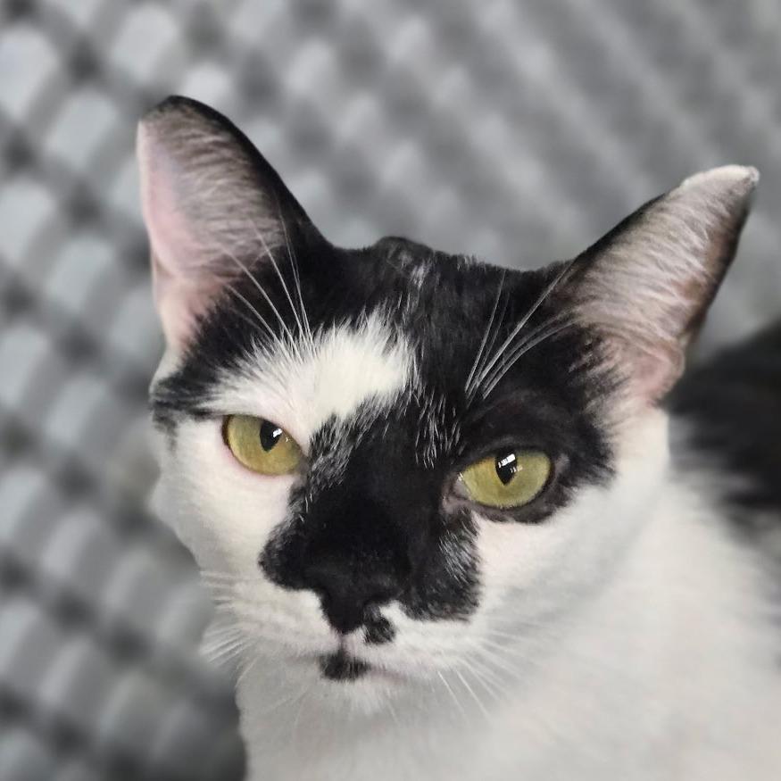 Enlarge Venus, a Adoptable Domestic Short Hair in Lexington, SC image 1/2