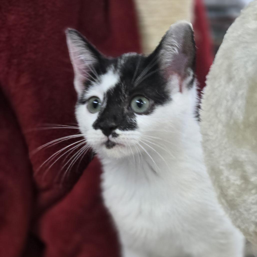 Venus, Adoptable, Young Female Domestic Short Hair.