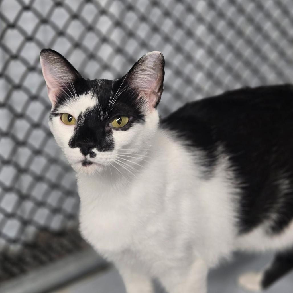Enlarge Venus, a Adoptable Domestic Short Hair in Lexington, SC image 2/2