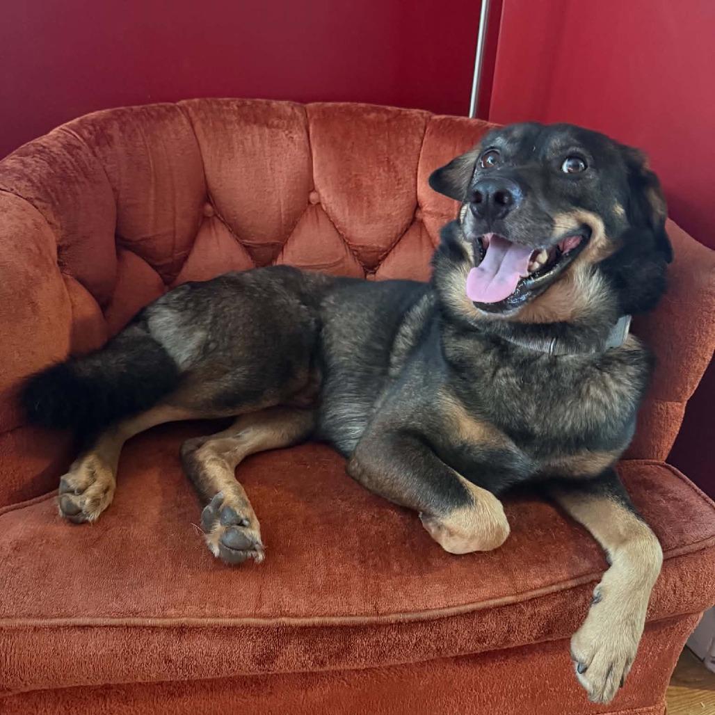 Enlarge ROWELL, a Adoptable Mixed Breed in Winston-Salem, NC image 1/6