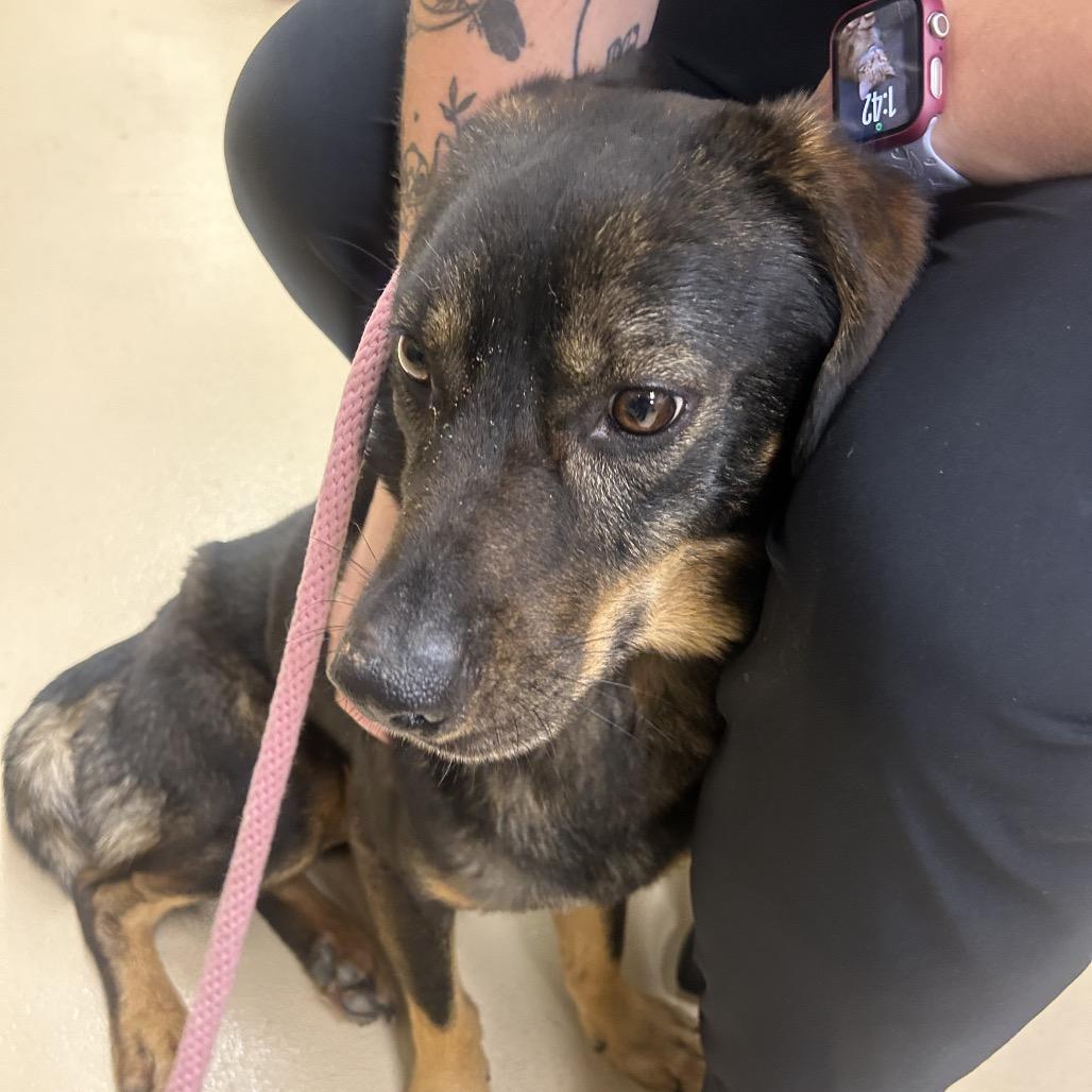 ROWELL, Adoptable, Adult Male Mixed Breed.