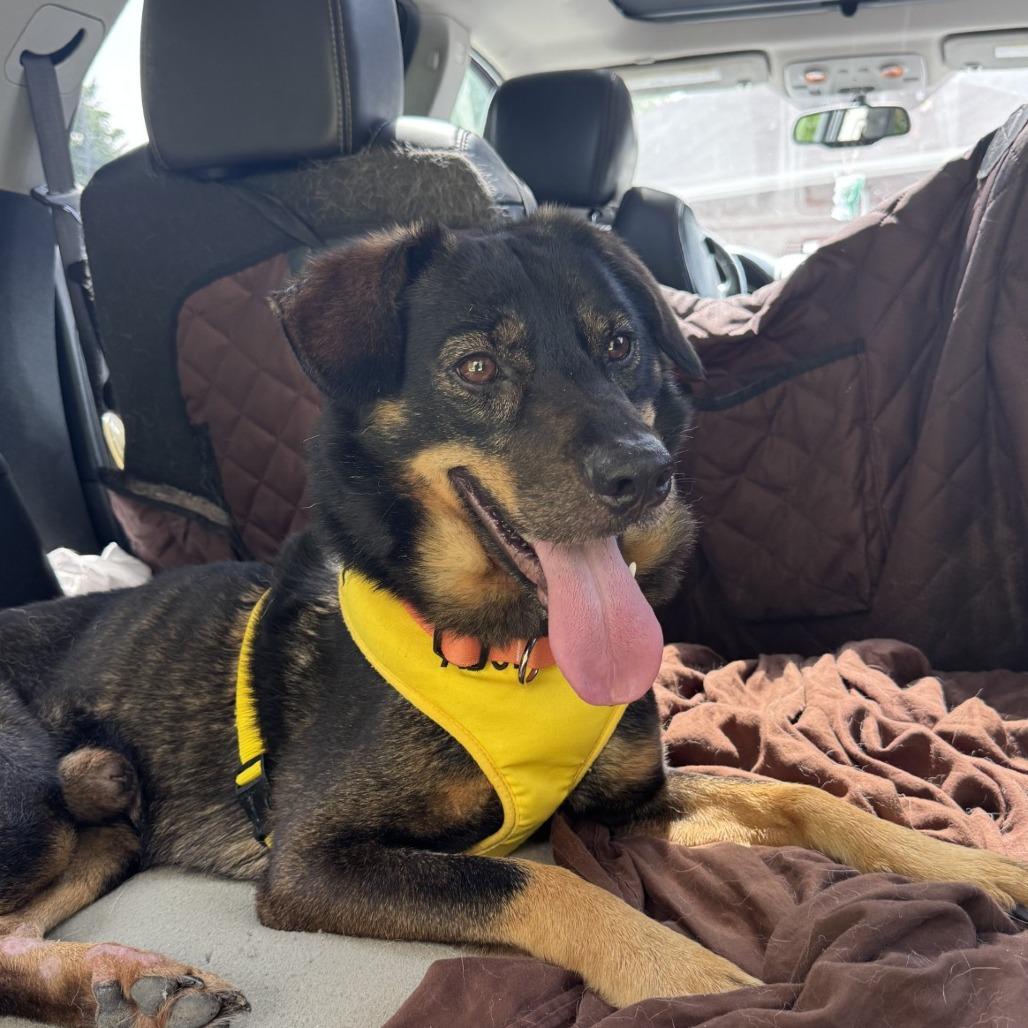 Enlarge ROWELL, a Adoptable Mixed Breed in Winston-Salem, NC image 2/2