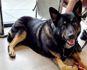 Kairo, a Adoptable German Shepherd Dog in Las Vegas, NV image 4/6