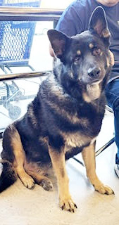 Kairo, a Adoptable German Shepherd Dog in Las Vegas, NV image 5/6