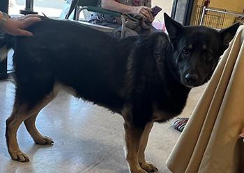 Kairo, an adoptable German Shepherd Dog in Las Vegas, NV, 89101 | Photo Image 2