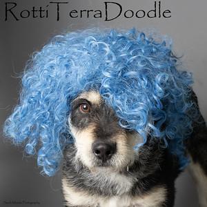 Jake from StateFarm, Adoptable, Adult Male Rottweiler & Terrier.