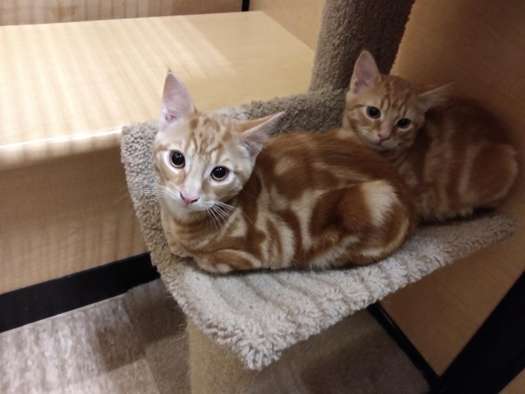Charmin & Cottonelle- APPLICATION PENDING 2/7/26!, adopted, Kitten Male Domestic Medium Hair & Domestic Short Hair.