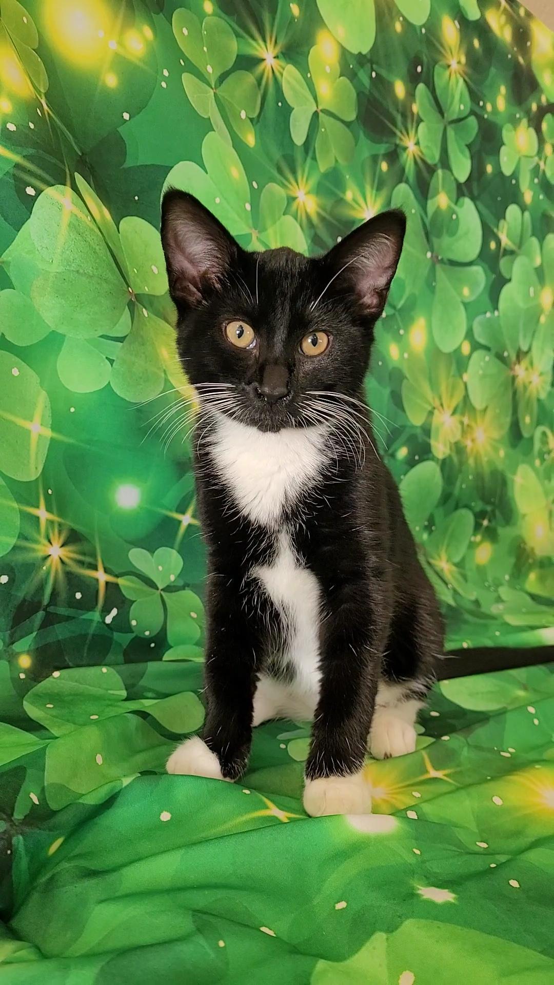 Enlarge NIKKI SIXX (Motley Crue) , a ADOPTABLE mixed breed in Escalon, CA image 6/6