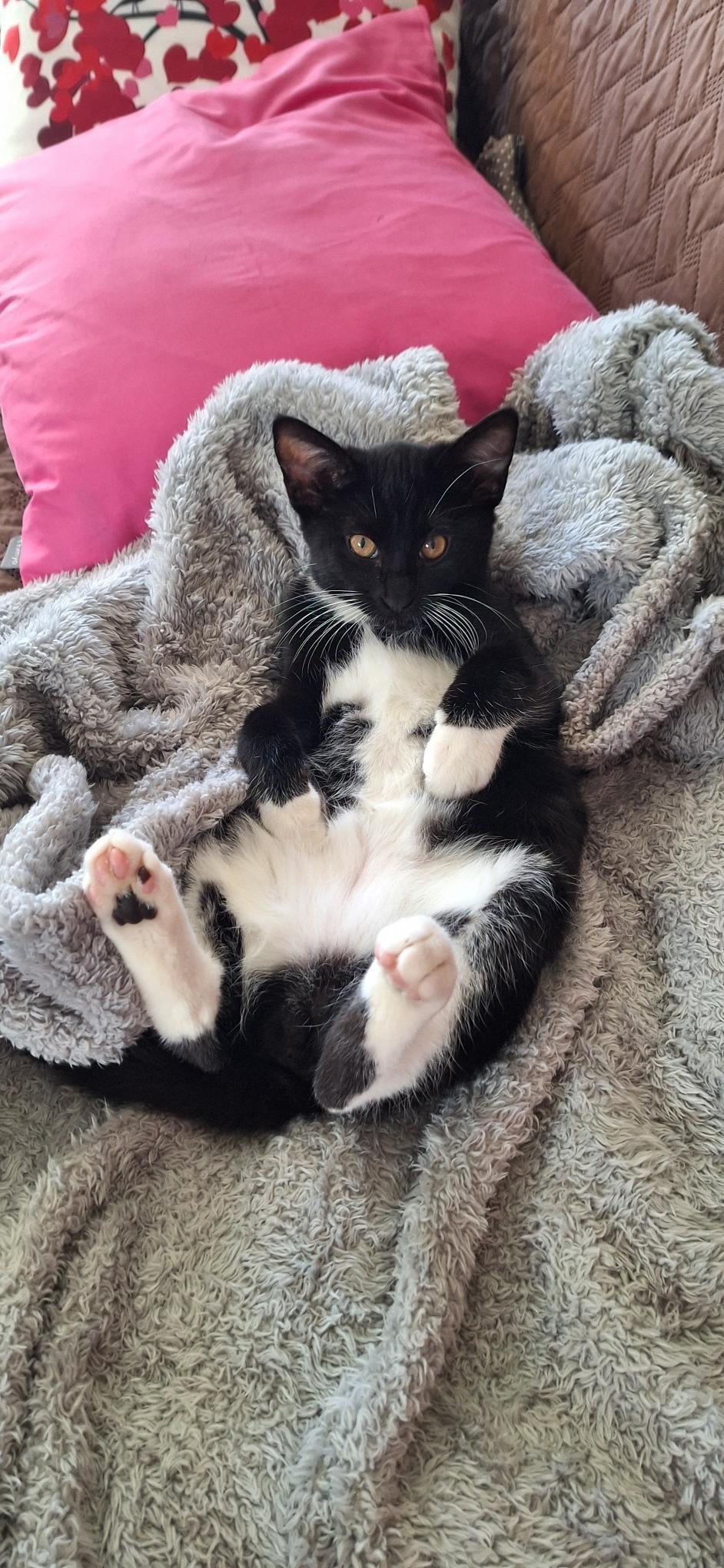 Enlarge NIKKI SIXX (Motley Crue) , a ADOPTABLE mixed breed in Escalon, CA image 2/6