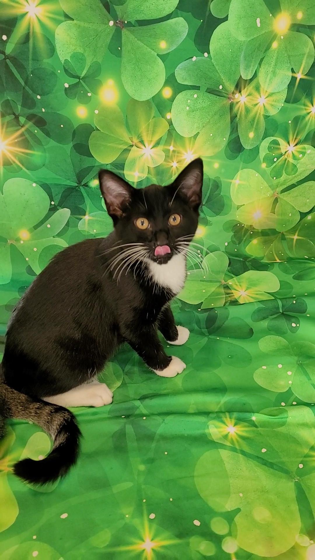 Enlarge NIKKI SIXX (Motley Crue) , a ADOPTABLE mixed breed in Escalon, CA image 1/6