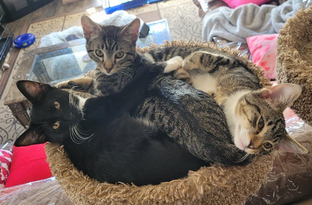 Enlarge NIKKI SIXX (Motley Crue) , a ADOPTABLE mixed breed in Escalon, CA image 4/6