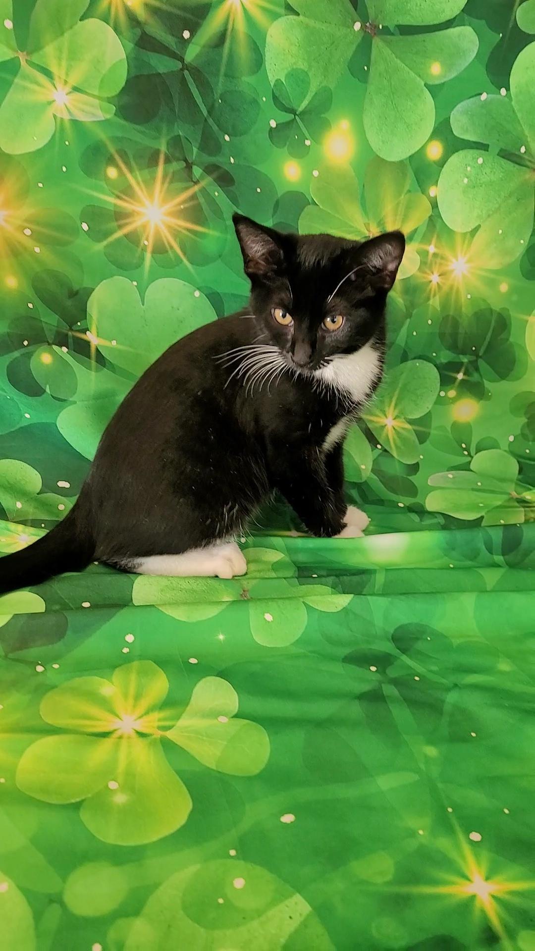 Enlarge NIKKI SIXX (Motley Crue) , a ADOPTABLE mixed breed in Escalon, CA image 3/6