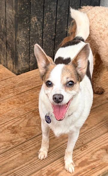 Enlarge Gemma, an adoptable mixed breed in Rockville, MD image 2/5