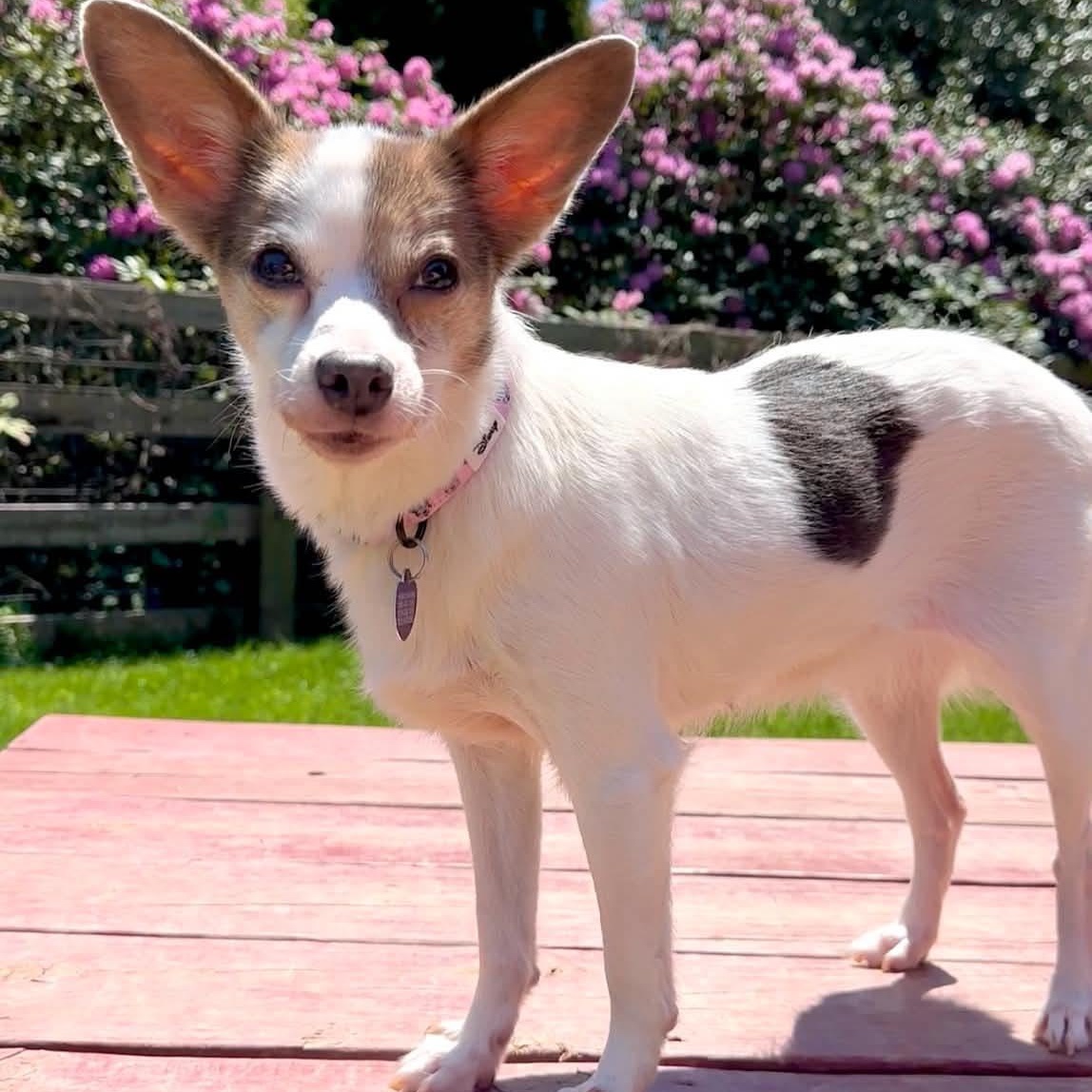 Enlarge Gemma, an adoptable mixed breed in Rockville, MD image 1/4