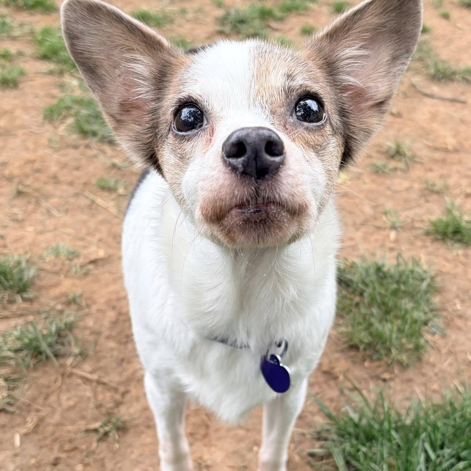 Enlarge Gemma, an adoptable mixed breed in Rockville, MD image 2/4